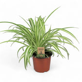 Chlorophytum comosum variegatum potted houseplant in nursery pot on white background, product photo 7.