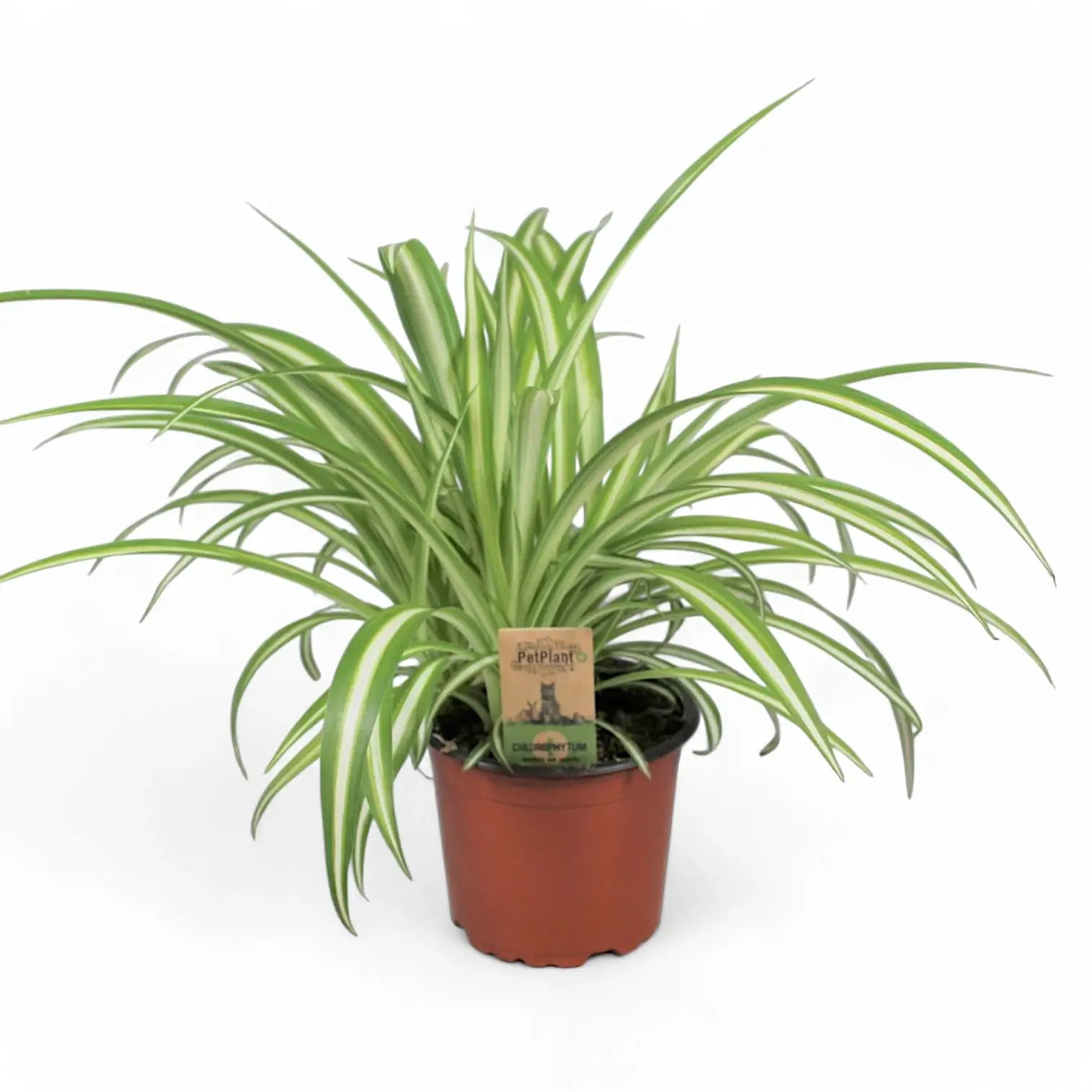 Chlorophytum comosum variegatum potted houseplant in nursery pot on white background, product photo 7.