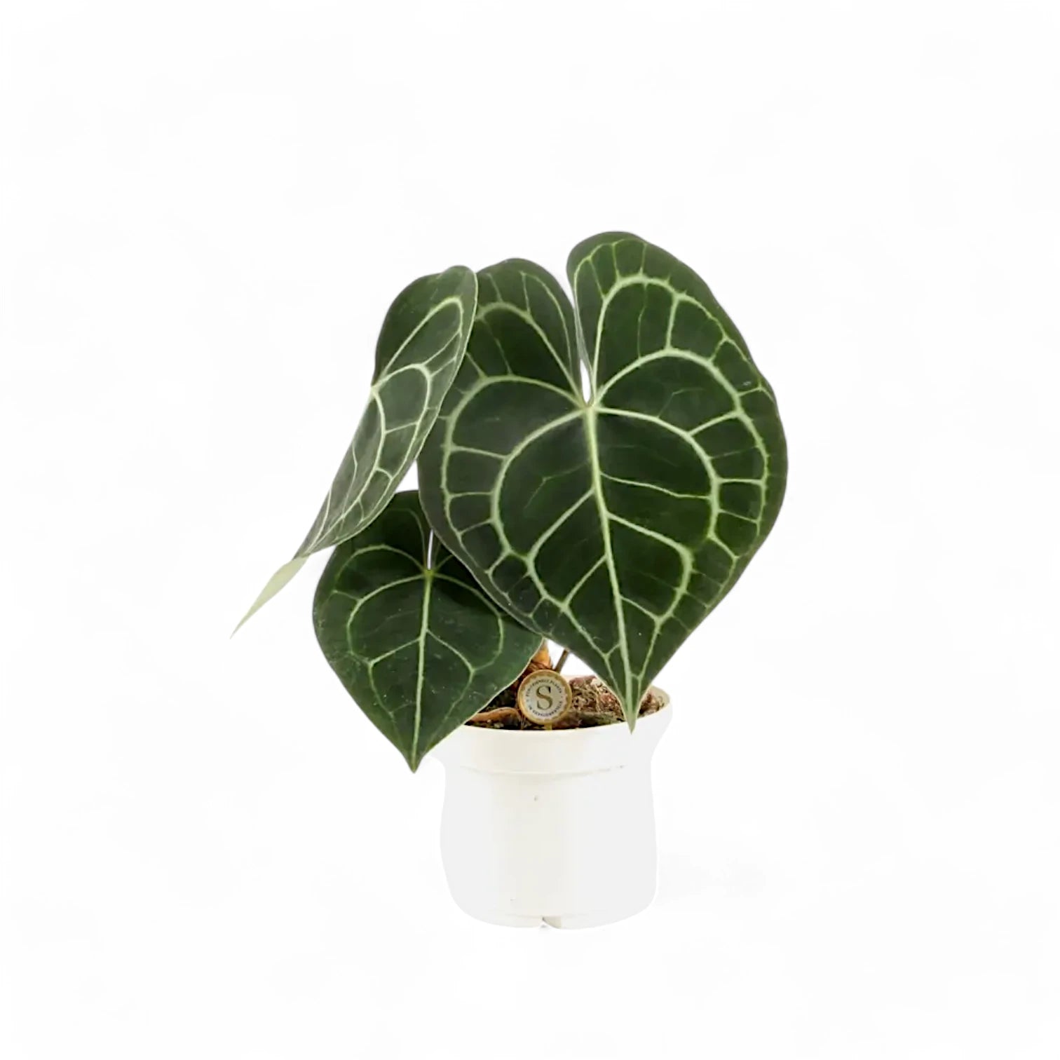 Anthurium clarinervium – Topfpflanze im Kulturtopf vor weißem Hintergrund, Produktfoto 4.