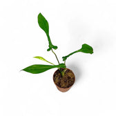 Philodendron x joepii potted houseplant in nursery pot on white background, product photo 5.