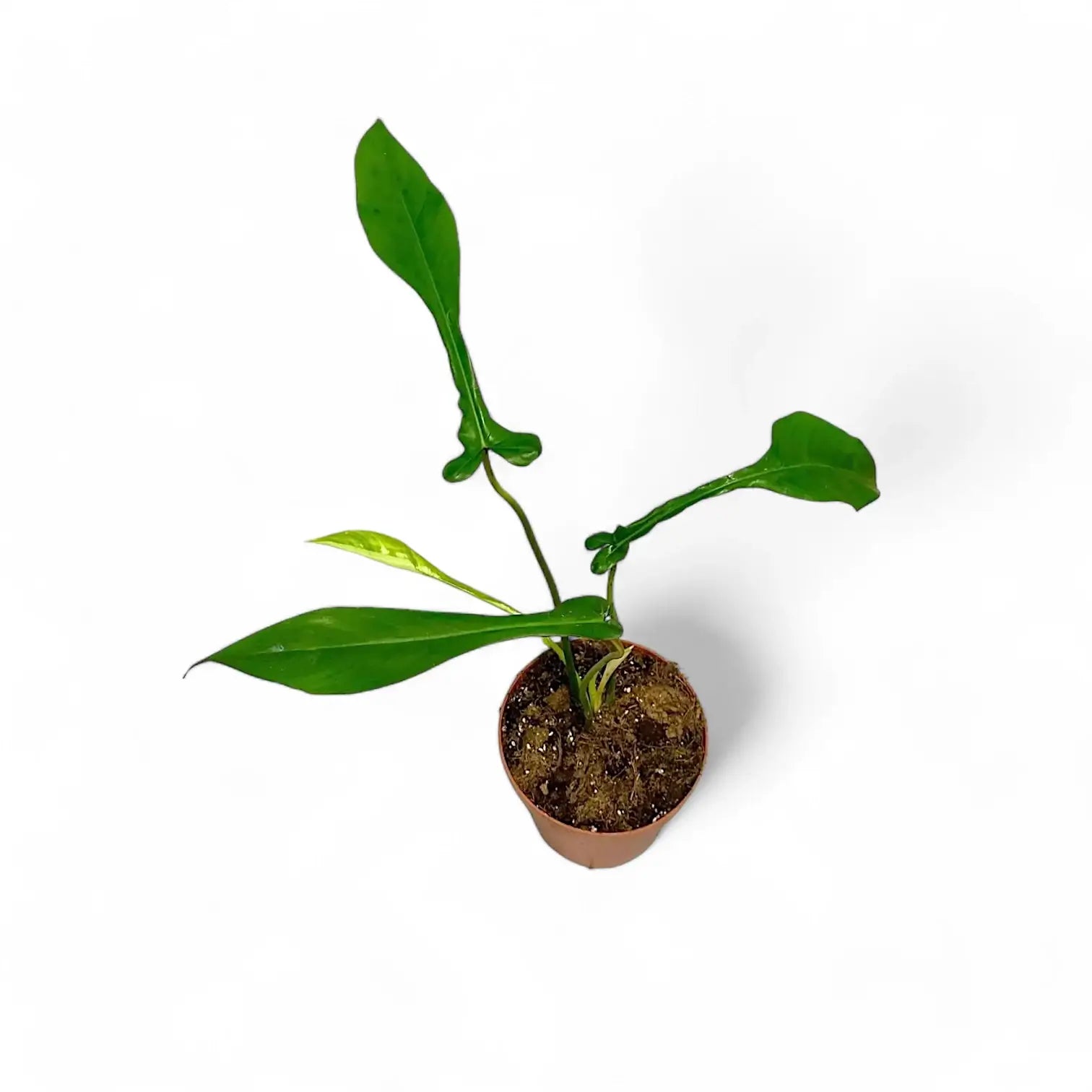 Philodendron x joepii potted houseplant in nursery pot on white background, product photo 5.