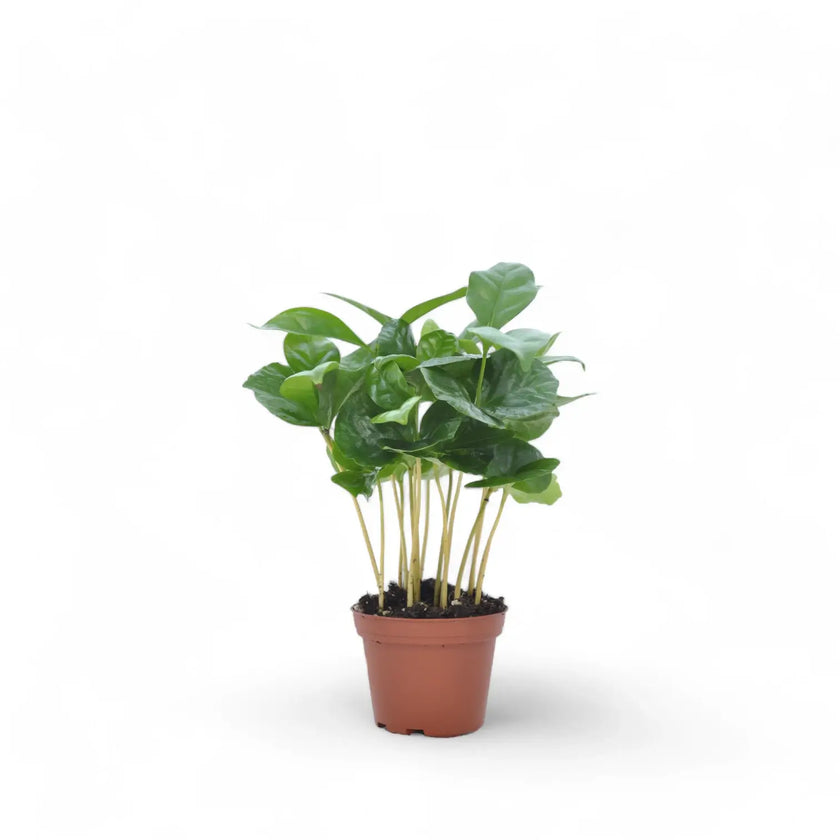 Coffea arabica potted houseplant in nursery pot on white background, product photo 3.