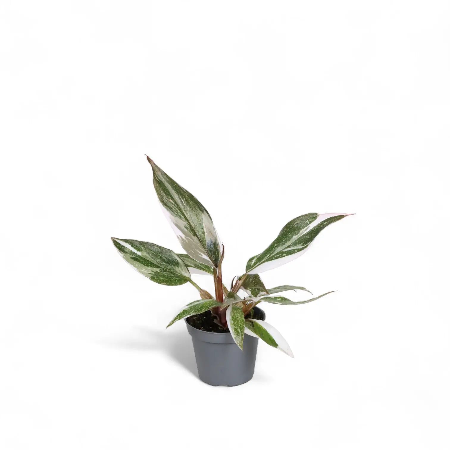 Philodendron 'Anderson's red' – Zimmerpflanze im Kulturtopf auf weißem Hintergrund, Produktfoto 3.