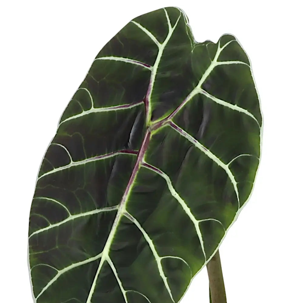 Alocasia 'Prince of Curup' – Zimmerpflanze im Kulturtopf auf weißem Hintergrund, Produktfoto 4.