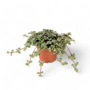 Pilea libanensis 'Greyzy' ('Silver Sparkles') potted houseplant in nursery pot on white background, product photo 4.