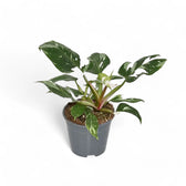 Philodendron 'White Princess' – Topfpflanze im Kulturtopf vor weißem Hintergrund, Produktfoto 13.