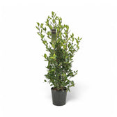 Laurus nobilis potted houseplant in nursery pot on white background, product photo 7.