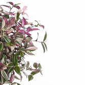 Tradescantia mundula 'Lisa' – Zimmerpflanze im Kulturtopf auf weißem Hintergrund, Produktfoto 4.