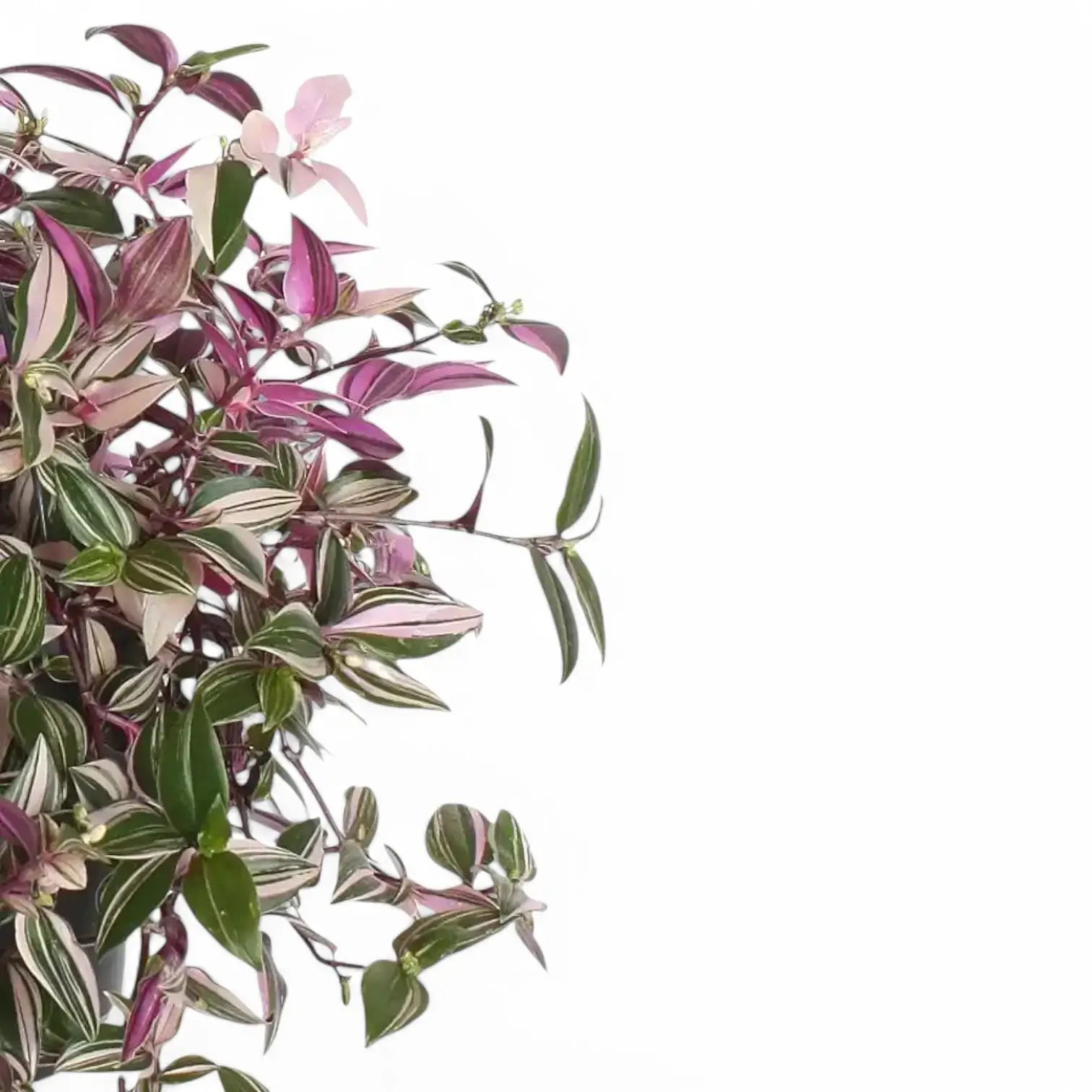 Tradescantia mundula 'Lisa' – Zimmerpflanze im Kulturtopf auf weißem Hintergrund, Produktfoto 4.