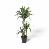 Dracaena fragrans 'Ulises' – Topfpflanze im Kulturtopf vor weißem Hintergrund, Produktfoto 5.