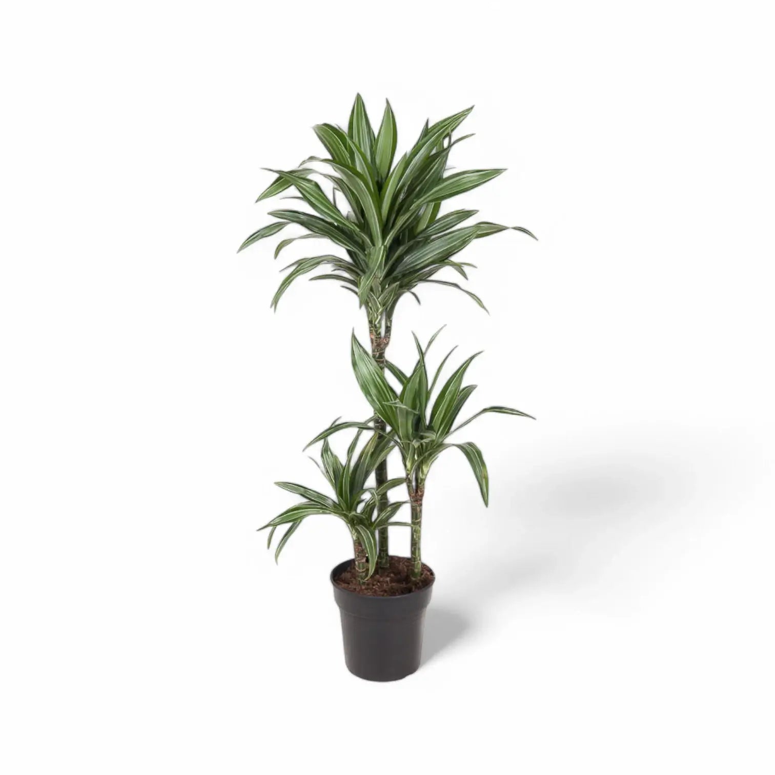 Dracaena fragrans 'Ulises' – Topfpflanze im Kulturtopf vor weißem Hintergrund, Produktfoto 5.