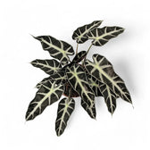 Alocasia 'Bambino Arrow' potted houseplant in nursery pot on white background, product photo 6.