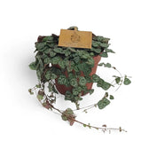 Ceropegia woodii potted houseplant in nursery pot on white background, product photo 5.