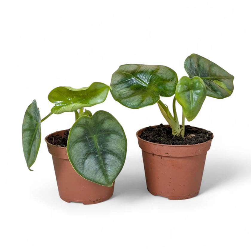 Alocasia reversa potted houseplant in nursery pot on white background, product photo 2.