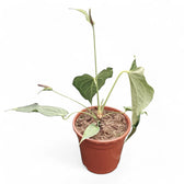 Anthurium 'Delta Force' – Topfpflanze im Kulturtopf vor weißem Hintergrund, Produktfoto 5.