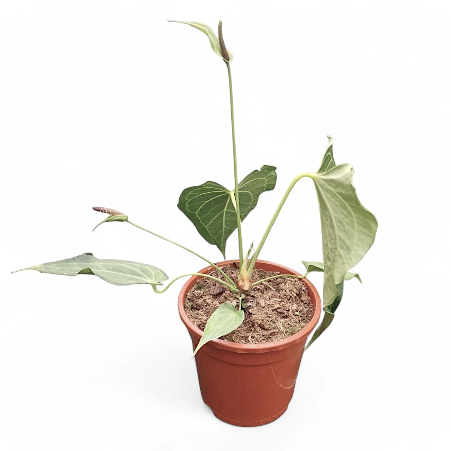 Anthurium 'Delta Force' – Topfpflanze im Kulturtopf vor weißem Hintergrund, Produktfoto 5.