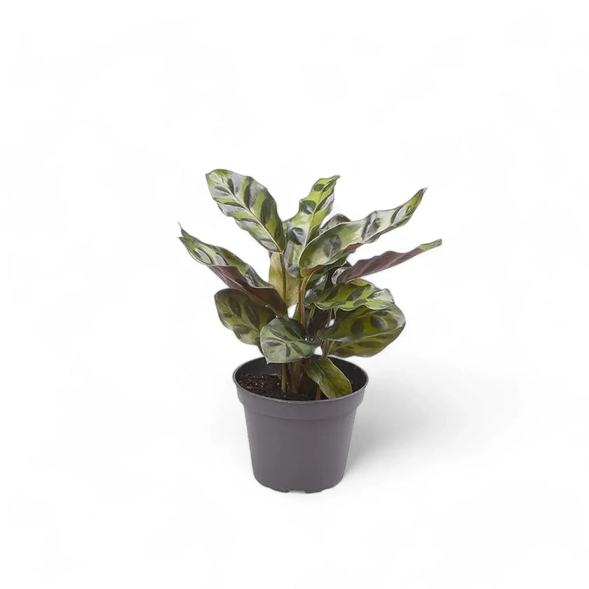 Goeppertia (Calathea) insignis potted houseplant in nursery pot on white background, product photo 4.