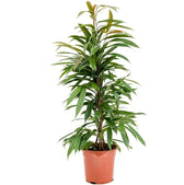 Ficus binnendijkii 'Amstel King' potted houseplant in nursery pot on white background, product photo 2.