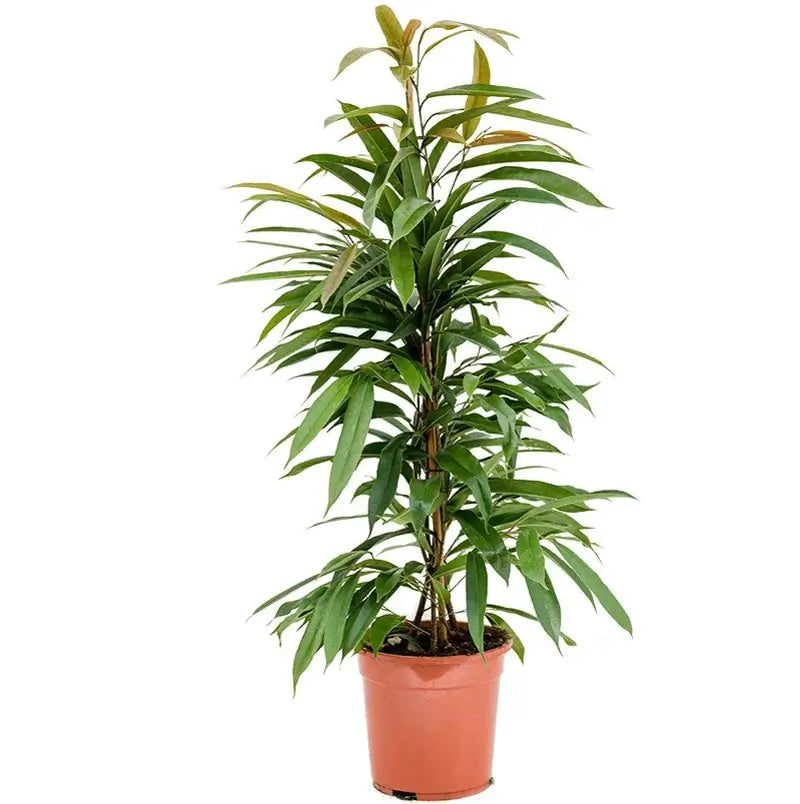 Ficus binnendijkii 'Amstel King' potted houseplant in nursery pot on white background, product photo 2.