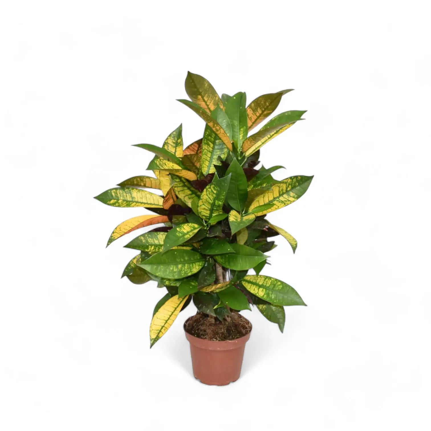Codiaeum variegatum (Croton) 'Mrs. Iceton' potted houseplant in nursery pot on white background, product photo 5.