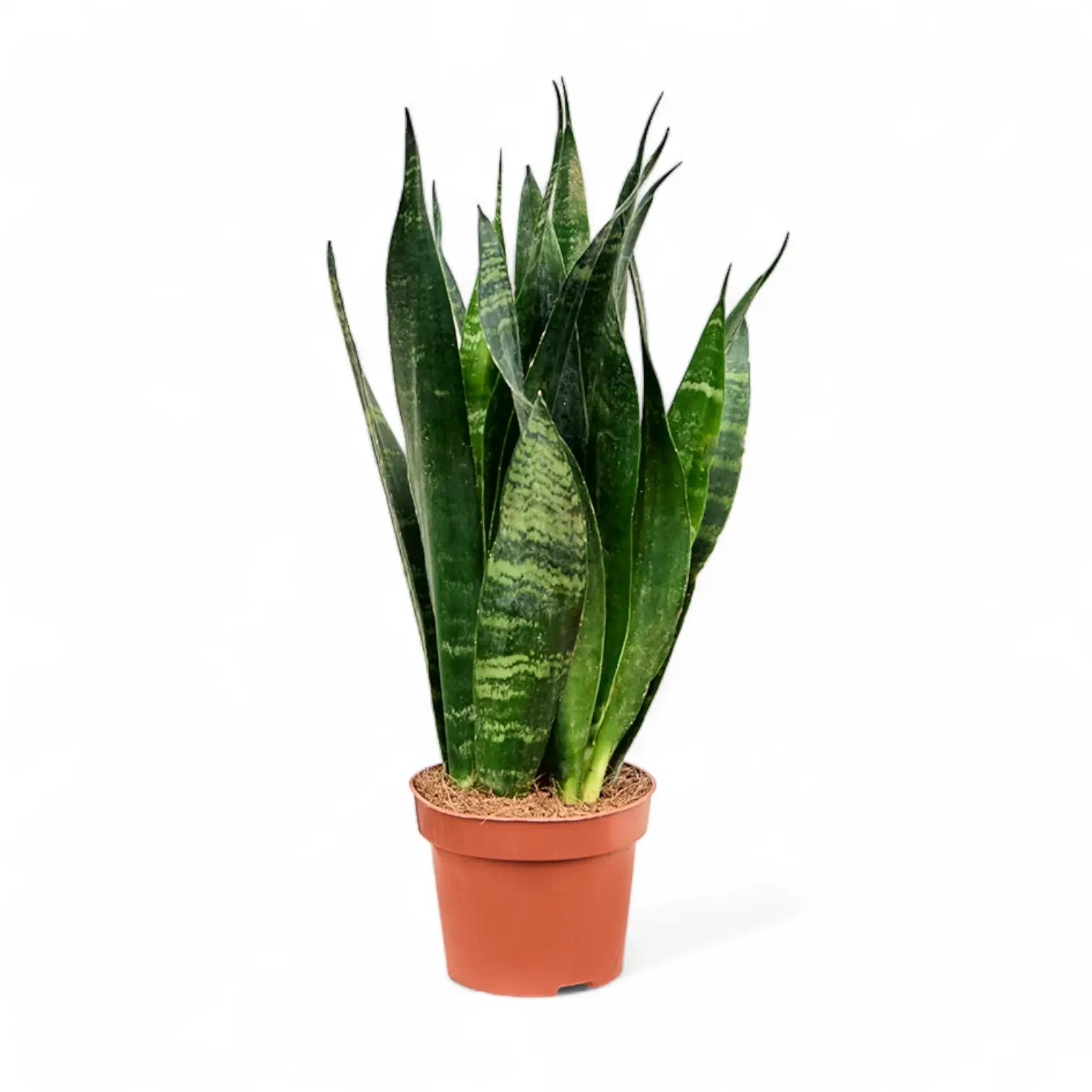 Dracaena (Sansevieria) trifasciata 'Black Coral' potted houseplant in nursery pot on white background, product photo 4.