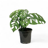 Monstera 'Esqueleto' – Zimmerpflanze im Kulturtopf auf weißem Hintergrund, Produktfoto 7.