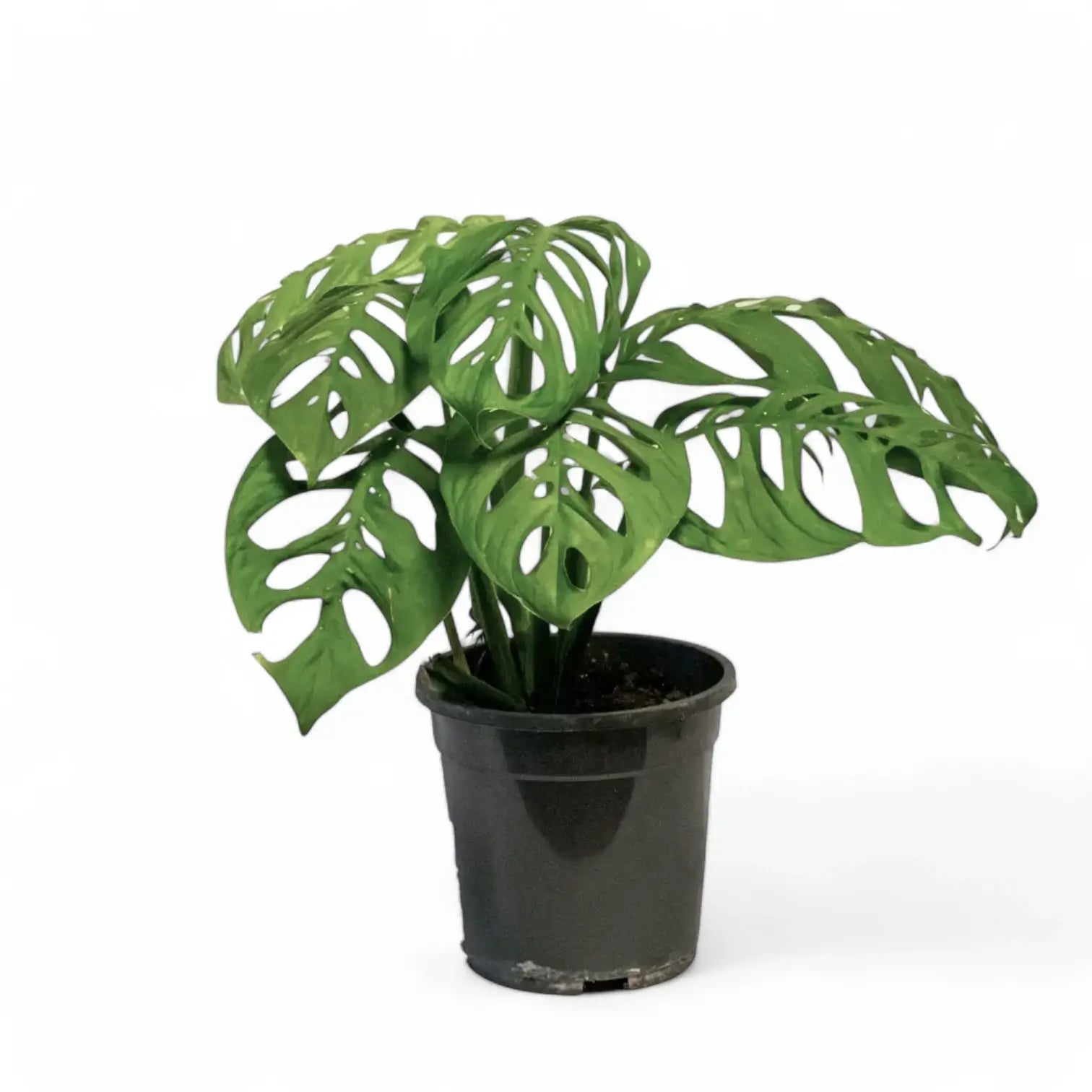 Monstera 'Esqueleto' – Zimmerpflanze im Kulturtopf auf weißem Hintergrund, Produktfoto 7.