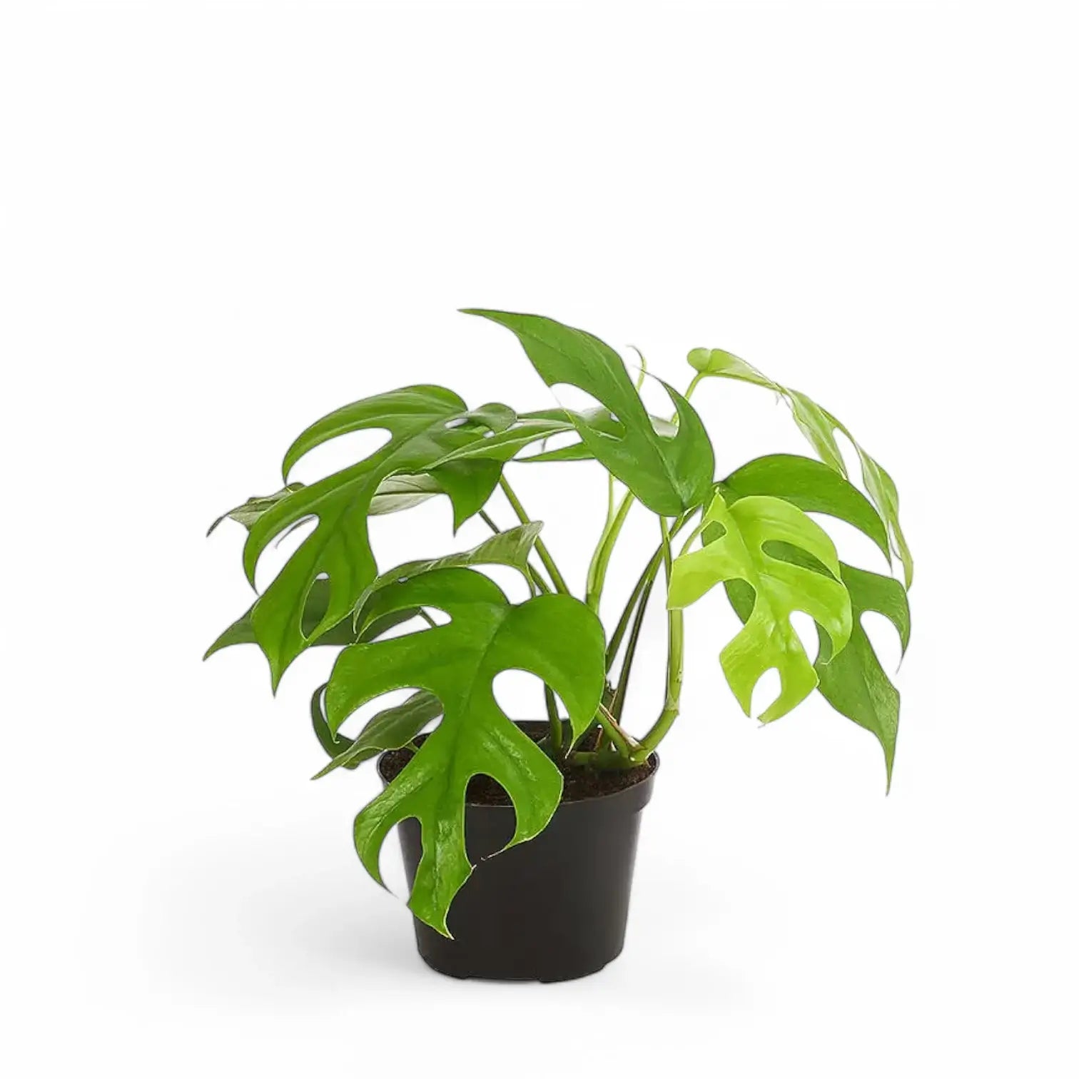Rhaphidophora tetrasperma potted houseplant in nursery pot on white background, product photo 5.