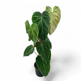 Philodendron 'Splendid' (verrucosum x melanochrysum) potted houseplant in nursery pot on white background, product photo 11.