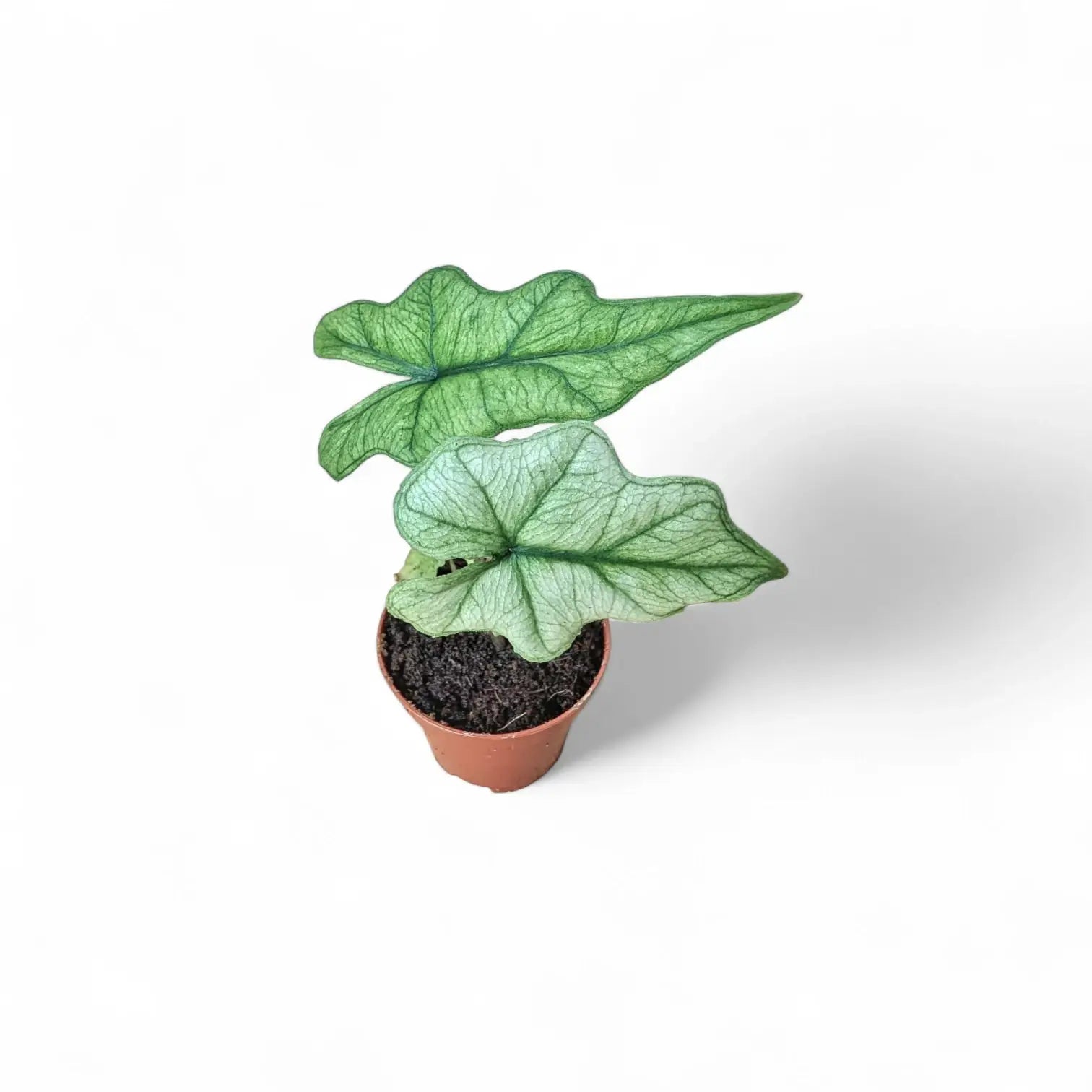 Alocasia 'Jacklyn Ghost' ('Mint') – Zimmerpflanze im Kulturtopf auf weißem Hintergrund, Produktfoto 6.