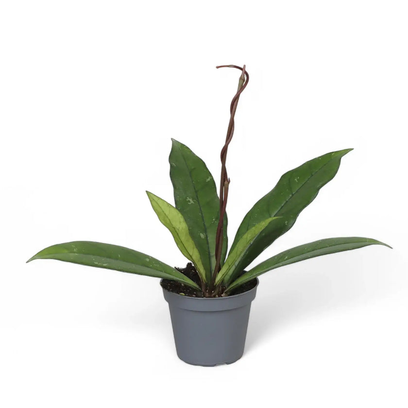 Hoya crassipetiolata potted houseplant in nursery pot on white background, product photo 3.