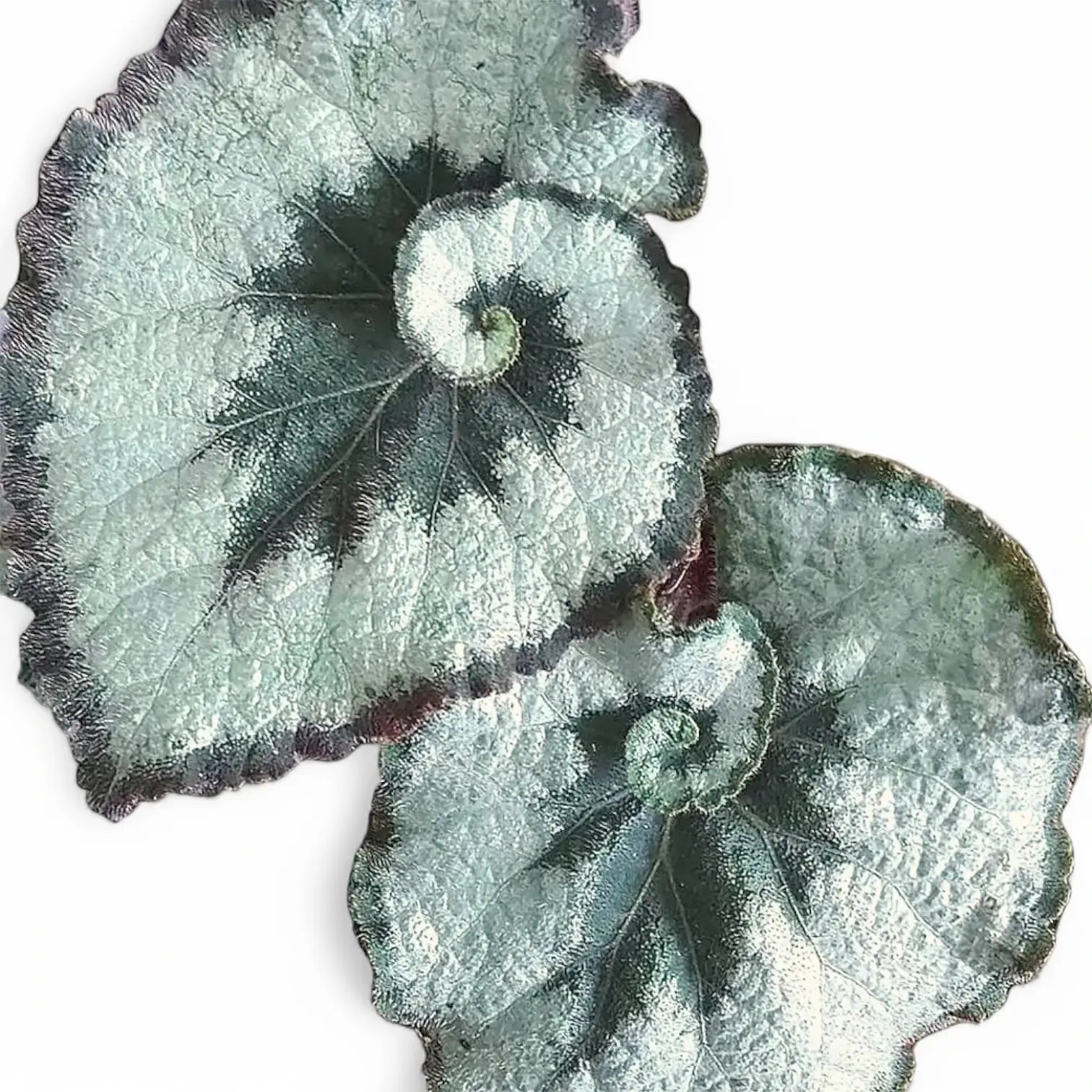 Nahaufnahme eines Blatts von Begonia rex 'Escargot' vor weißem Hintergrund.