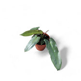 Philodendron atabapoense potted houseplant in nursery pot on white background, product photo 3.