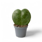 Hoya kerrii 'Splash' potted houseplant in nursery pot on white background, product photo 2.