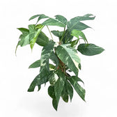 Epipremnum pinnatum variegata – Topfpflanze im Kulturtopf vor weißem Hintergrund, Produktfoto 11.