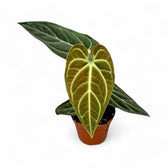 Anthurium regale – Topfpflanze im Kulturtopf vor weißem Hintergrund, Produktfoto 11.