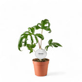 Alocasia brancifolia 'Pink Passion' potted houseplant in nursery pot on white background, product photo 7.
