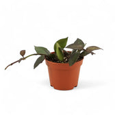 Hoya krohniana 'Black Leaves' potted houseplant in nursery pot on white background, product photo 4.