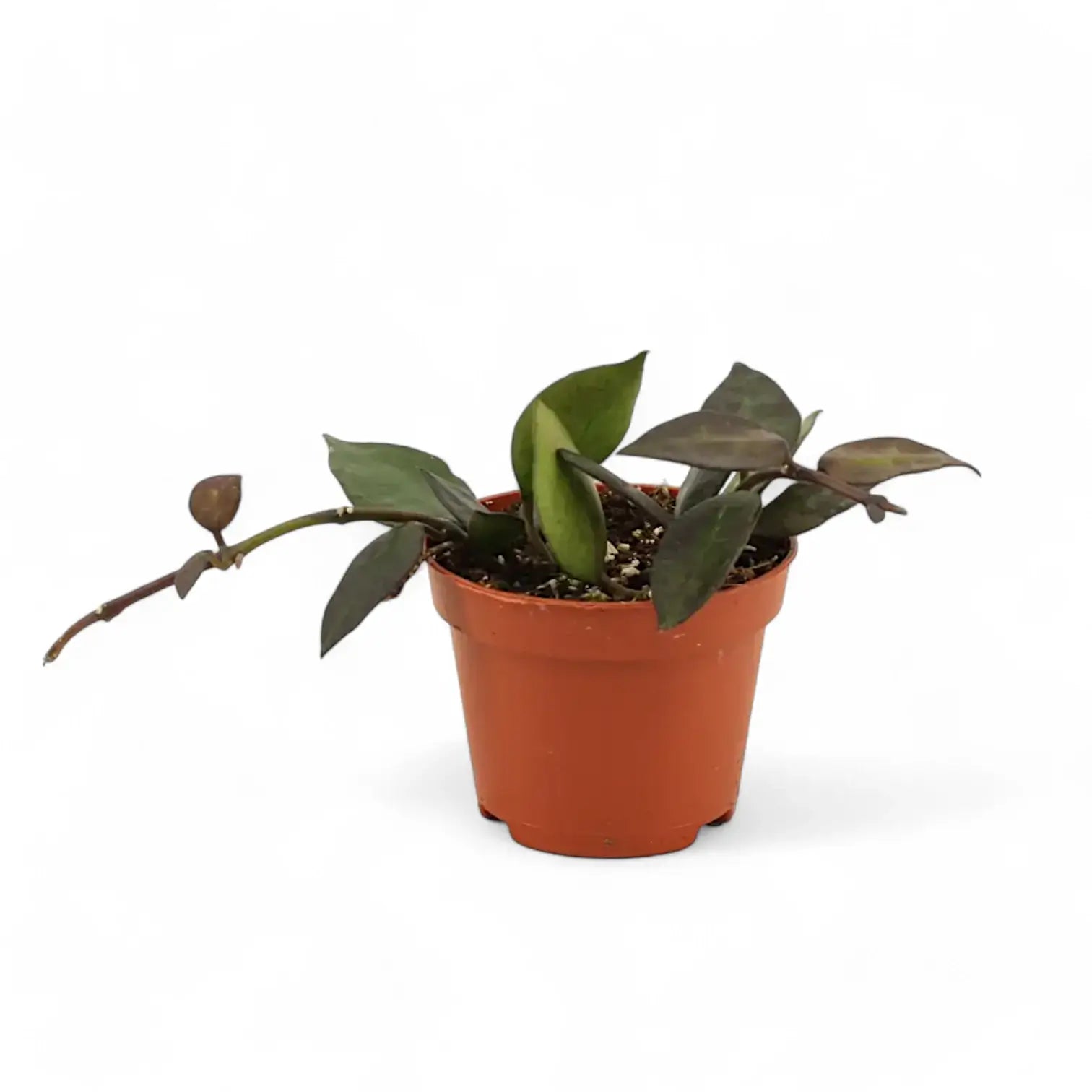 Hoya krohniana 'Black Leaves' potted houseplant in nursery pot on white background, product photo 4.