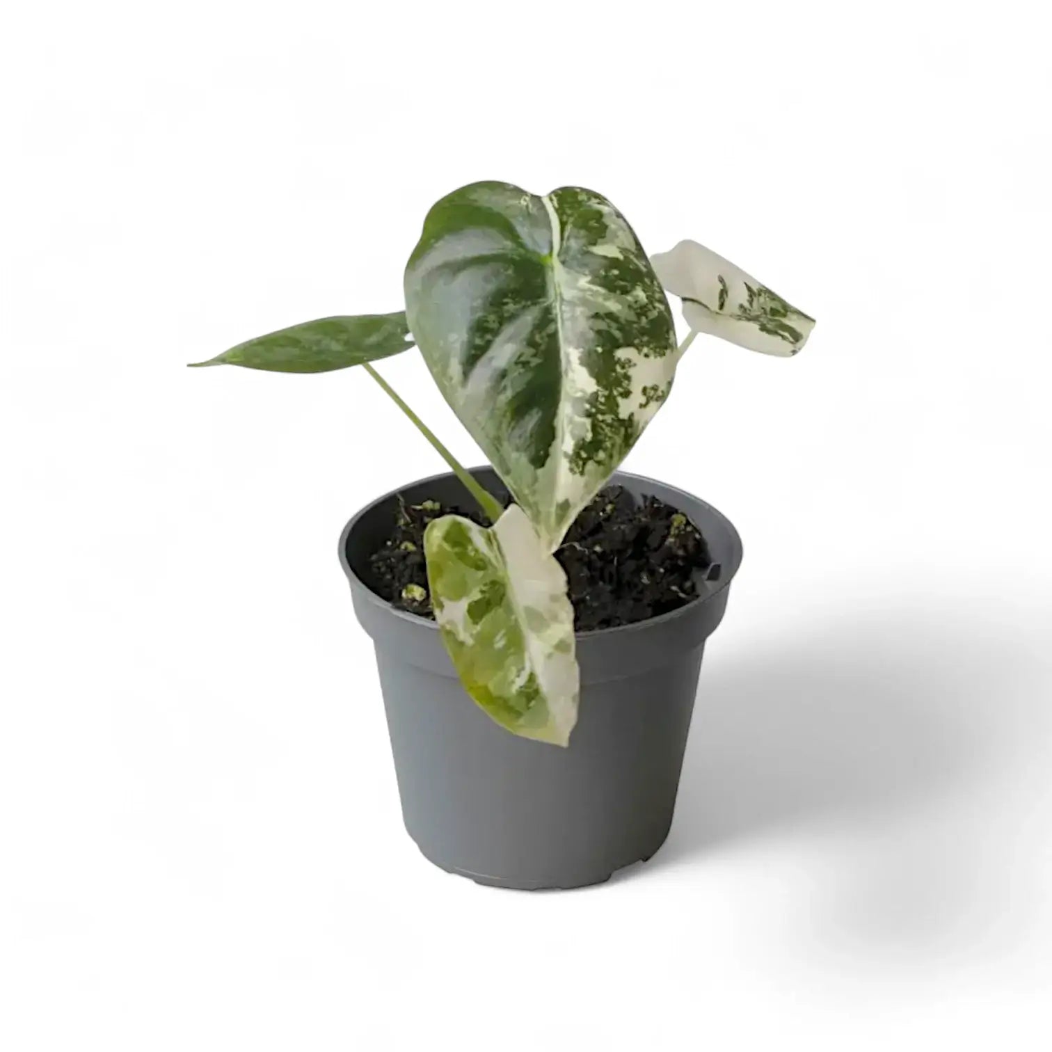 Alocasia ‘Frydek’ variegata potted houseplant in nursery pot on white background, product photo 9.