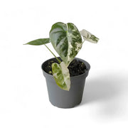 Alocasia ‘Frydek’ variegata potted houseplant in nursery pot on white background, product photo 9.