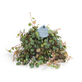 Peperomia 'Pepperspot' – Zimmerpflanze im Kulturtopf auf weißem Hintergrund, Produktfoto 5.