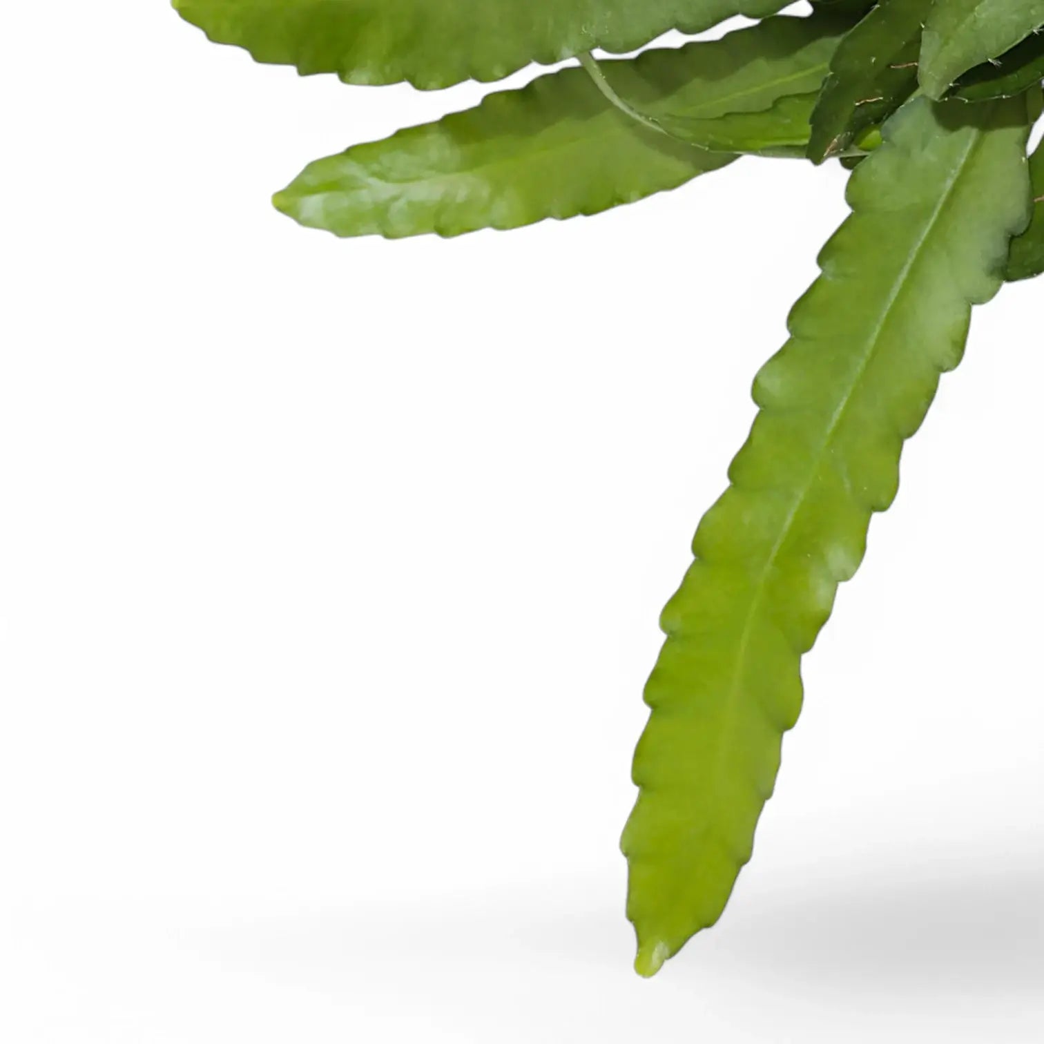 Nahaufnahme eines Triebs von Epiphyllum 'Frühlingsgold' vor weißem Hintergrund.