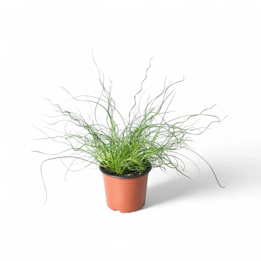 Juncus effusus 'Spiralis' ('Liebeslocken') potted houseplant in nursery pot on white background, product photo 2.