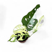 Monstera adansonii variegata – Zimmerpflanze im Kulturtopf auf weißem Hintergrund, Produktfoto 8.