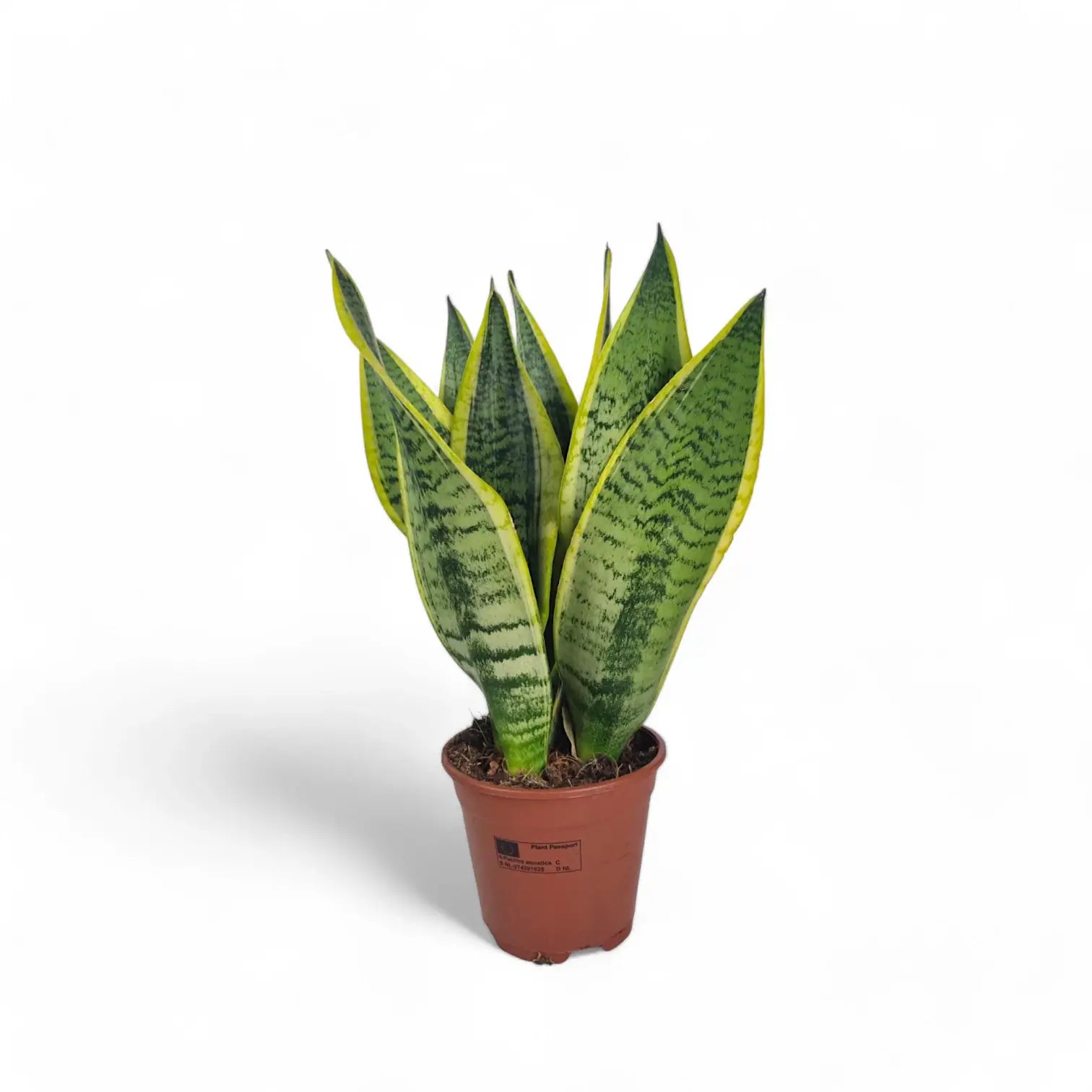 Dracaena (Sansevieria) trifasciata 'Superba' potted houseplant in nursery pot on white background, product photo 5.