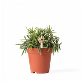 Rhipsalis teres f. prismatica – Zimmerpflanze im Kulturtopf auf weißem Hintergrund, Produktfoto 2.