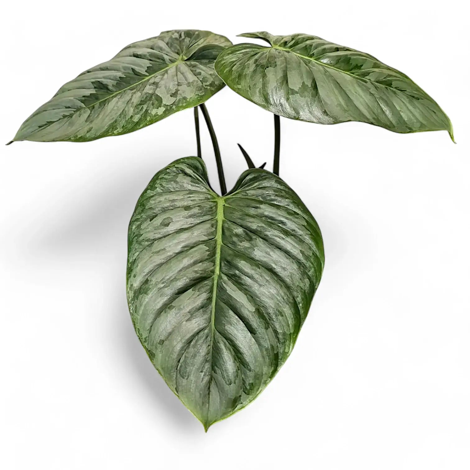 Philodendron sodiroi potted houseplant in nursery pot on white background, product photo 7.