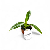 Philodendron panduriforme potted houseplant in nursery pot on white background, product photo 2.