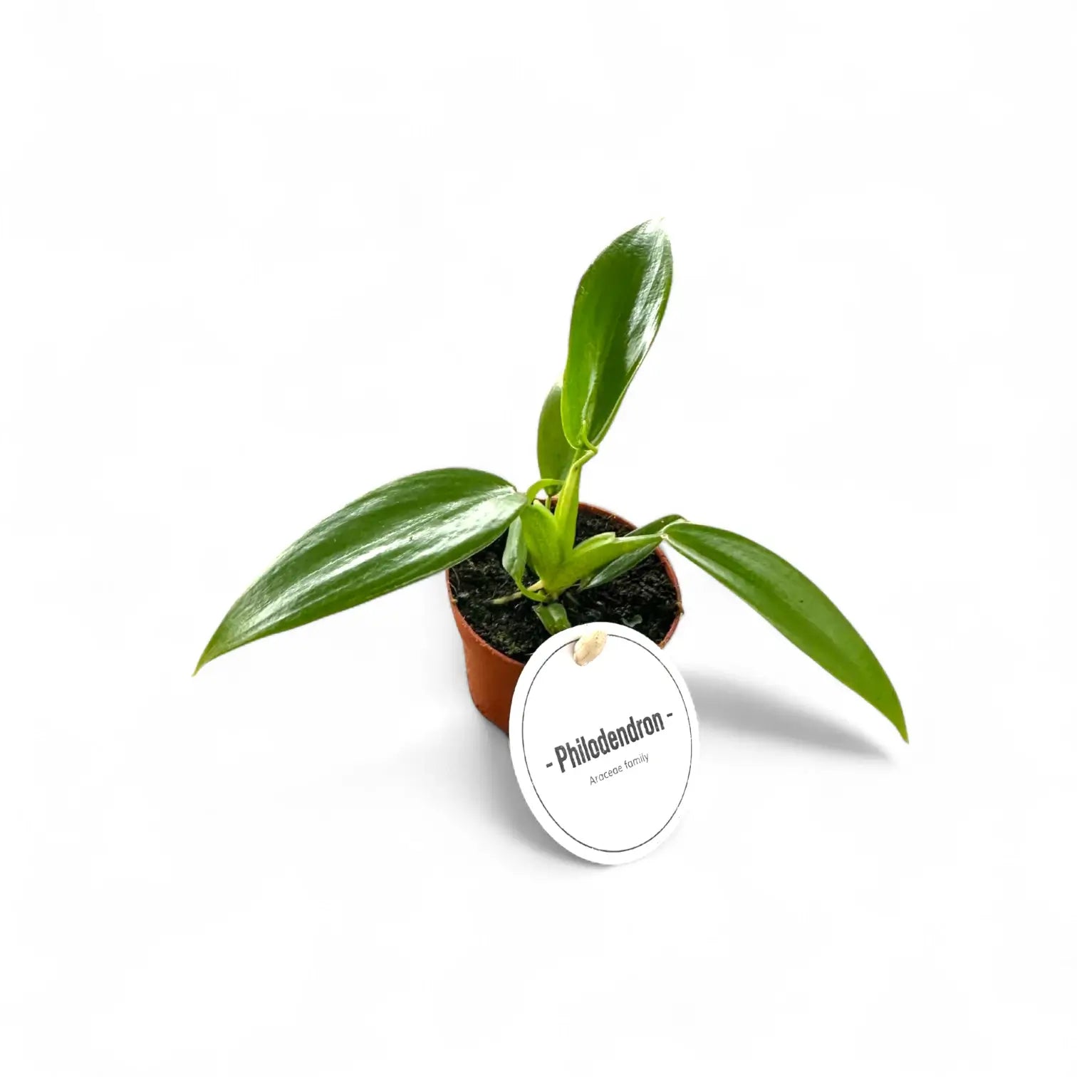 Philodendron panduriforme potted houseplant in nursery pot on white background, product photo 2.